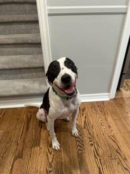 Rescue Pointer and Black Labrador Retriever Dogs for Adoption in Bloomfield Hills, Michigan - MALIK | PetCurious
