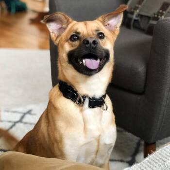 Beagle and Shepherd Dogs Available for Adoption in Detroit, Michigan - Finn | PetCurious