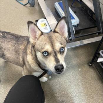 Zuri -  Klee Kai Dog for Adoption in Council Bluffs, Iowa - Zuri | PetCurious
