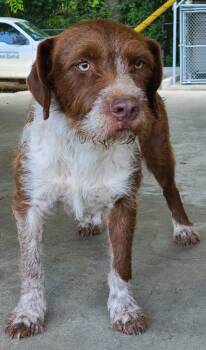 Shaggy -  German Wirehaired Pointer Dog for Adoption in Swainsboro, Georgia - Shaggy | PetCurious