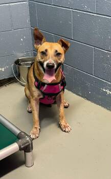 June -  German Shepherd Dog and Cardigan Welsh Corgi Dog for Adoption in Rowlett, Texas - June | PetCurious