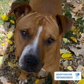 Obi-Wan -  Pit Bull Terrier Dog for Adoption in Naperville, Illinois - Obi-Wan | PetCurious