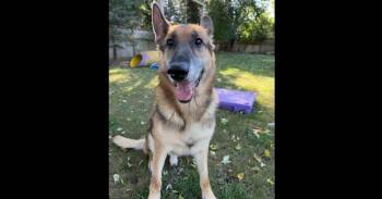 German Shepherd Dog Dogs Available for Adoption - Canelo | PetCurious
