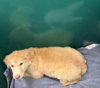 SANSA -  Great Pyrenees and Mixed Breed Dog for Adoption in Houston, Texas - SANSA | PetCurious