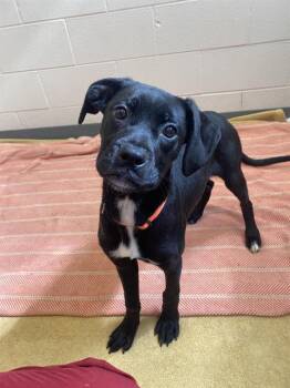 Rescue Boxer and Mixed Breed Dogs for Adoption in Fort Wayne, Indiana - PINWHEEL | PetCurious