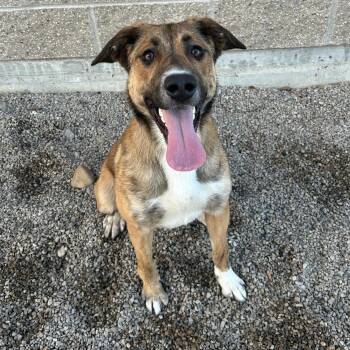 Mixed Breed Dogs Available for Adoption - Gina | PetCurious
