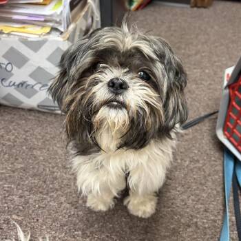 Shih Tzu Dogs Available for Adoption - Buster C-34434 | PetCurious