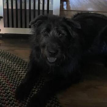 Benny -  Irish Wolfhound and Chow Chow Dog for Adoption in Hampton Bays, New York - Benny | PetCurious