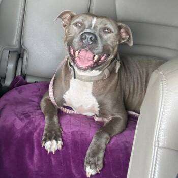 Kane -  Pit Bull Terrier Dog for Adoption in Galveston, Texas - Kane | PetCurious