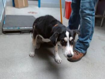 MONA -  Husky and Australian Cattle Dog Blue Heeler Dog for Adoption in Albuquerque, New Mexico - MONA | PetCurious