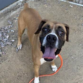 Boxer Dogs Available for Adoption in Ontario, California - EMMET | PetCurious