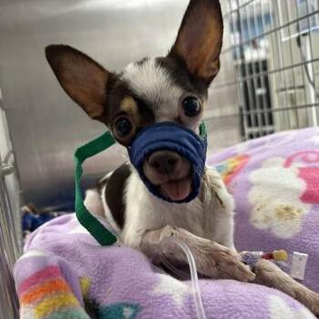 Taki -  Chihuahua Dog for Adoption in Indianapolis, Indiana - Taki | PetCurious