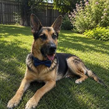 CHARLIE GS -  German Shepherd Dog Dog for Adoption in Lucas, Texas - CHARLIE GS | PetCurious