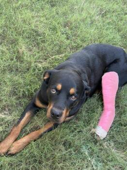 Rescue Rottweiler and Doberman Pinscher Dogs for Adoption in Pflugerville, Texas - Arya | PetCurious