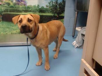 CHATA -  Pit Bull Terrier and Mixed Breed Dog for Adoption in Moreno Valley, California - CHATA | PetCurious