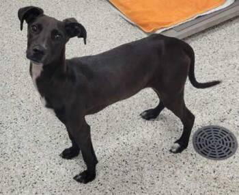Grizelda -  Mixed Breed Dog for Adoption in Kansas City, Missouri - Grizelda | PetCurious