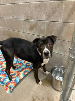 Mixed Breed Dogs Available for Adoption - Apollo | PetCurious