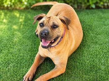 Cherry -  Shar Pei and Mixed Breed Dog for Adoption in Houston, Texas - Cherry | PetCurious