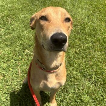 Miles -  Mixed Breed Dog for Adoption in Pearland, Texas - Miles | PetCurious