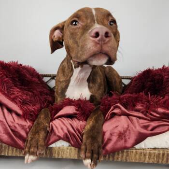 Bonjo -  Pit Bull Terrier Dog for Adoption in Fort Wayne, Indiana - Bonjo | PetCurious