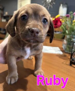 Puggle and Chihuahua Dogs Available for Adoption in Dallas, Texas - Ruby | PetCurious