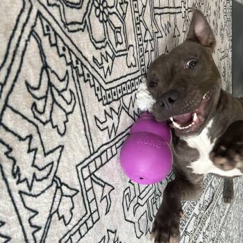 Rescue Pit Bull Terrier Dogs for Adoption in College Station, Texas - Blue | PetCurious
