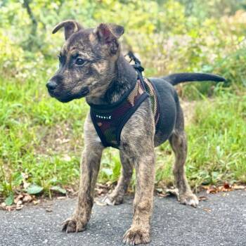 AJ -  Retriever and Mixed Breed Dog for Adoption in East Hampton, New York - AJ | PetCurious