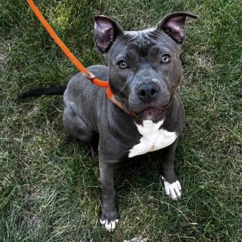 Anna Banana D12296 -  Pit Bull Terrier and Mixed Breed Dog for Adoption - Anna Banana D12296 | PetCurious