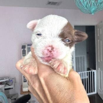Wonton -  Terrier Dog for Adoption in Austin, Texas - Wonton | PetCurious