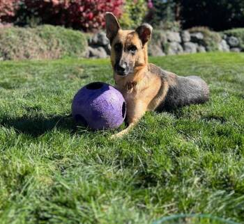 Rescue German Shepherd Dog Dogs for Adoption in Seattle, Washington - Grace | PetCurious