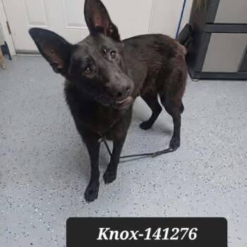 Knox -  German Shepherd Dog Dog Available for Adoption in New Tazewell, Tennessee - Knox | PetCurious