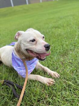 Muffins -  Pit Bull Terrier Dog for Adoption in Winnsboro, South Carolina - Muffins | PetCurious