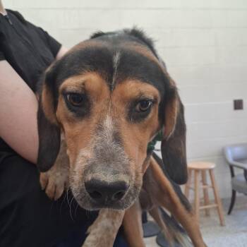 Meatloaf -  Mixed Breed Dog for Adoption in Auburn, Alabama - Meatloaf | PetCurious