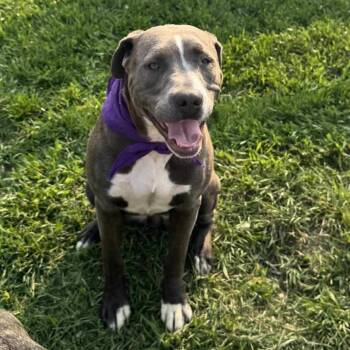 Rescue Pit Bull Terrier Dogs for Adoption in Morris, Minnesota - Misty | PetCurious