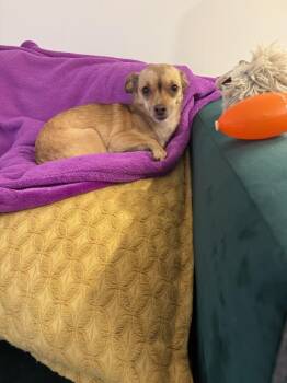 Rescue Chihuahua Dogs for Adoption in Jersey City, New Jersey - Toni | PetCurious