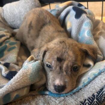 Mixed Breed Dogs Available for Adoption in Fredericksburg, Virginia - Snowdrop | PetCurious