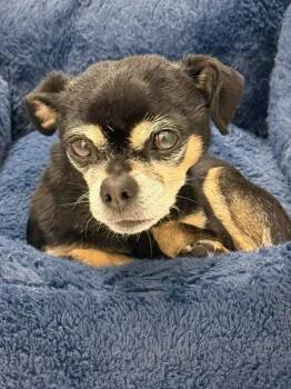 Babydoll -  Chihuahua Dog for Adoption in Millcreek, Utah - Babydoll | PetCurious