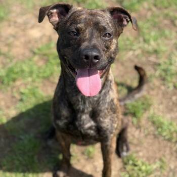 Mountain Cur and Mixed Breed Dogs Available for Adoption - Scorpion | PetCurious