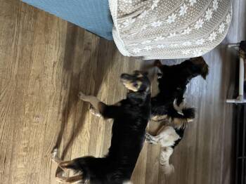Rescue Chihuahua Dogs for Adoption in Watertown, Connecticut - Tily | PetCurious