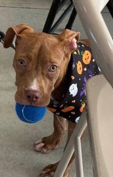 Ally -  Pit Bull Terrier Dog for Adoption in Pompano Beach, Florida - Ally | PetCurious
