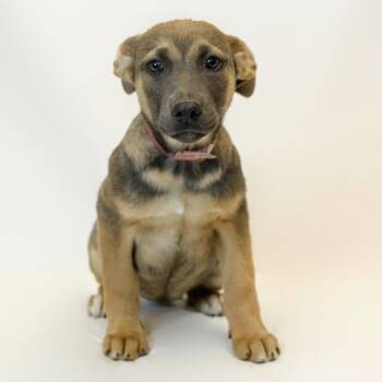 Boxer and German Shepherd Dog Dogs Available for Adoption - 312 (2026) Mocha | PetCurious