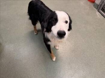 A176650 -  Mixed Breed Dog for Adoption in Santa Fe, New Mexico - A176650 | PetCurious