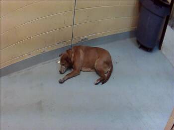 Pit Bull Terrier and Mixed Breed Dogs Available for Adoption in Tulsa, Oklahoma - BIG RED | PetCurious