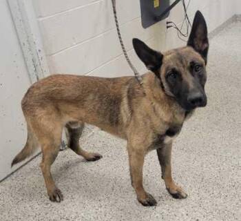 Aiden -  German Shepherd Dog and Belgian Shepherd Malinois Dog for Adoption in Kansas City, Missouri - Aiden | PetCurious