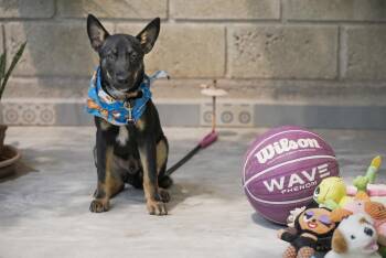 Kenzo -  German Shepherd Dog Dog for Adoption in Calgary, Alberta - Kenzo | PetCurious