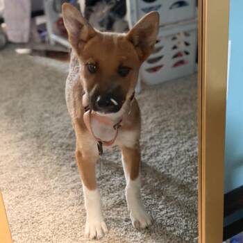 Carina -  Mixed Breed and None Dog for Adoption in Buffalo, Minnesota - Carina | PetCurious