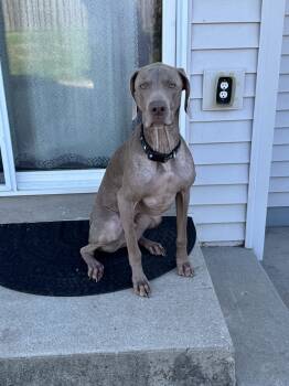 Rescue Weimaraner Dogs for Adoption in Grand Rapids, Michigan - Tucker | PetCurious