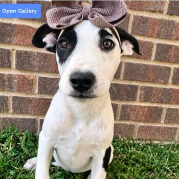 Daphne Blake -  Pit Bull Terrier and Australian Cattle Dog Blue Heeler Dog for Adoption in Nashville, Tennessee - Daphne Blake | PetCurious