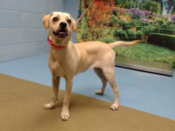 A553675 -  Pug and Mixed Breed Dog for Adoption in Moreno Valley, California - A553675 | PetCurious