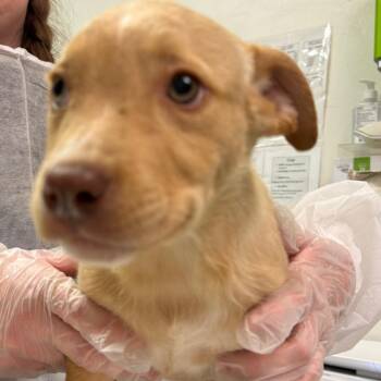 Luigi -  Mixed Breed Dog for Adoption in Charleston, West Virginia - Luigi | PetCurious